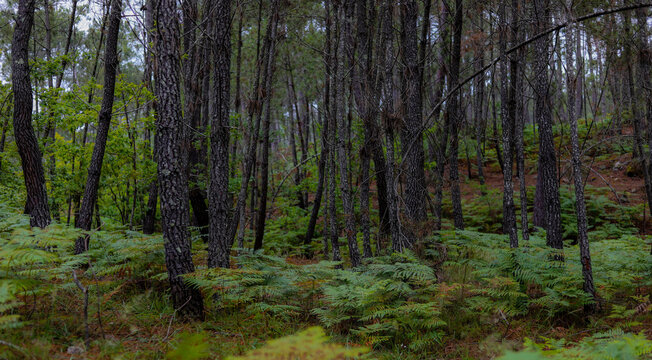Maravilhosa paisagem de floresta na Europa com pinheiros e samambaias e fleches de luz e sombra. Floresta Portuguesa no interior de Viseu no verão. © Rafael