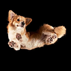 Corgi floating in space shot from underneath