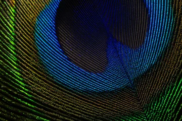  Colorful and Artistic Peacock Feathers. This is a macro photo of an arrangement of luminous peacock feathers © banjongseal324