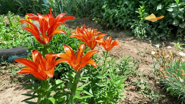 Pretty tiger lillies sway in the wind in little home garden. Beautiful bright coral flowers, sunny day, ourdoors.