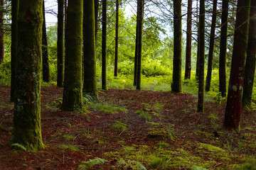 Maravilhosa paisagem de floresta na Europa com pinheiros e samambaias e fleches de luz e sombra. Floresta Portuguesa no interior de Viseu  no verão.