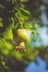 Pomegranate tree. Juicy pomegranate grows on a bush on a sunny summer day on a natural background. Pomegranate.