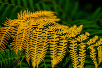 wonderful texture of a yellow fern leaf on green leaves in a park in northern Portugal, near Viseu