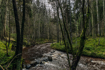 Fototapeta premium Forest river rock in spring scene