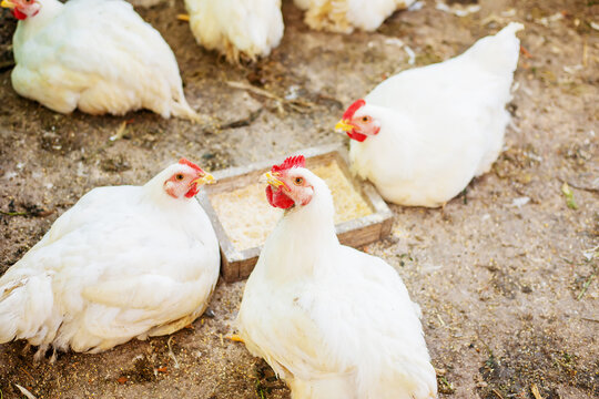 Chickens broilers on the farm. Selective focus.