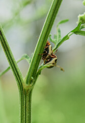 grasshopper on a leaf
