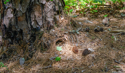 old tree trunk in the forest