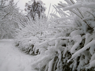 Tall white snow lies on the long branches of a tree. Kishinev. Moldova.