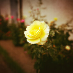 Fototapeta premium Yellow rose.