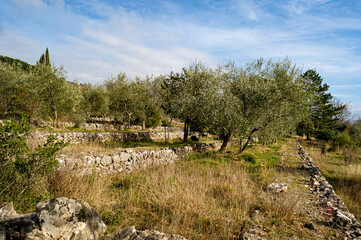 Plantation of olive trees in Provence. The trees are cultivated on 