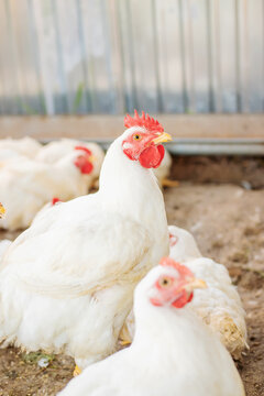 Chickens broilers on the farm. Selective focus.
