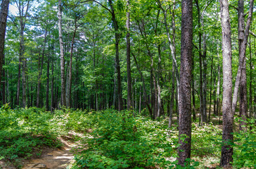 Fototapeta na wymiar path through trees in the woods