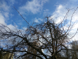 Tall dried tree against a blue sky with clouds