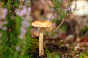 Wild mushroom in beautiful and corolful environment