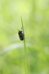 bug on the blade of grass