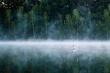 Swan in morning fog  on Dziarg lake 