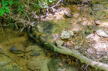 stream flowing over tree root
