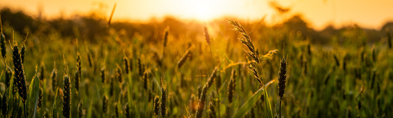 Wheat field at sunrise in Summer © Studio-FI