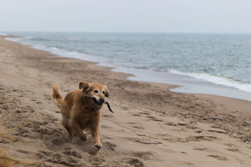 golden retriever playing on empty beach