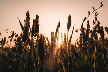 Wheat field at sunrise in Summer