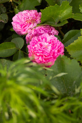 Pink fluffy rose hid behind green leaves