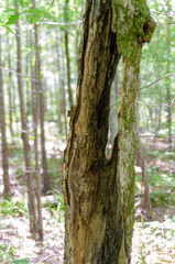 close up of damaged tree in the forest