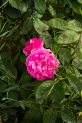 Pink fluffy rose hid behind green leaves