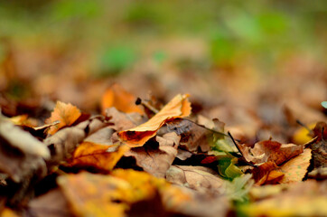 autumn leaves on the ground