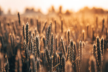 Wheat field at sunrise in Summer