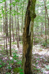 damaged tree in the forest