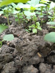 seedling,sappling

 green, plant, nature, tree, leaf, leaves, garden, spring, summer, agriculture, food, flower, foliage, vegetable, fresh, branch, plants, field, natural, bush, healthy, growth, fruit