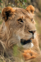 A Lion portrait, Masai Mara, Kenya
