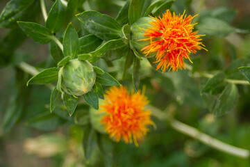 Young saffron just blossomed its flowers