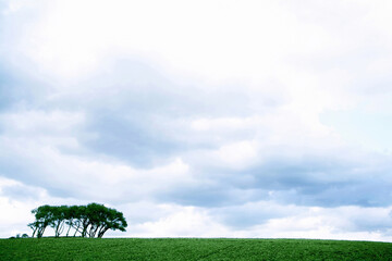 Meadow and blue sky