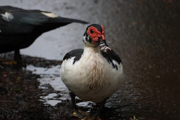 Muscovy duck walking outside on the rainy weather