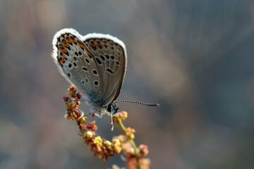Brown argus perching on a flower