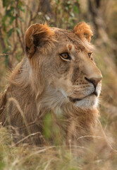 Obraz na płótnie Canvas Lion in the bush at Masai Mara, Kenya