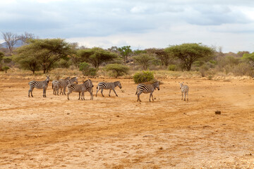 Fototapeta na wymiar Group of zebra in Kenya