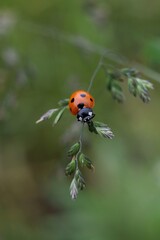 ladybird on the grass