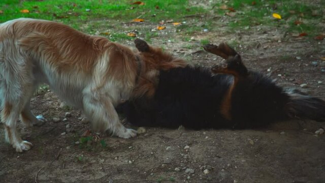 Retriever dogs playing fights in slowmotion