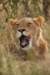 Closeup of a Lion resting in bush, Masai Mara