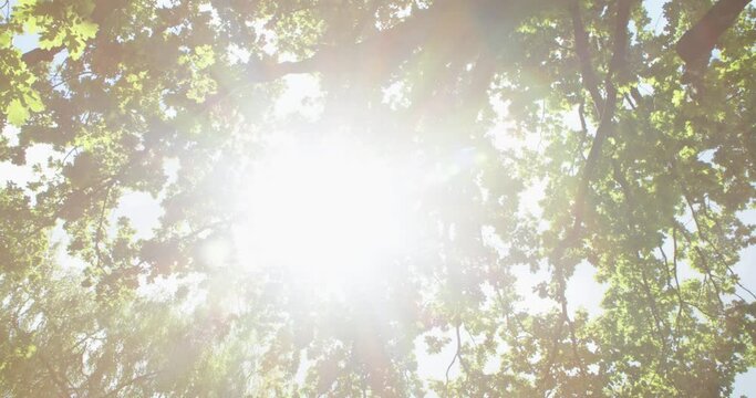 Beautiful tree branches with green leaves and sunbeams. Green leaves of an oak tree against a blue sky and shining sun. Nature vacation travel concept.