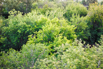 Different trees in the Park with green leaves.