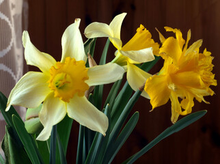 Yellow daffodils