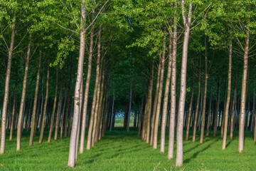 Artificial forest in Pordenone, Italy.