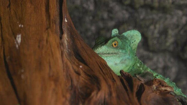basilisk lizard