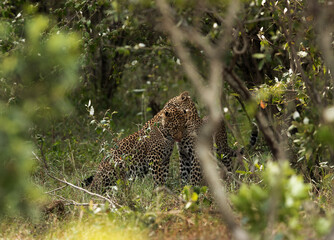 Leopard in the woods of Masai Mara, Kenya