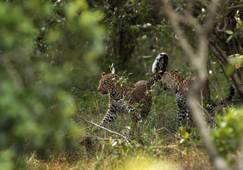 Leopard Cubs at Masai Mara, Kenya