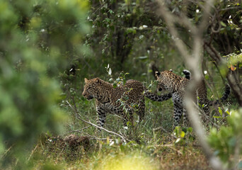 Leopard Koboso cubs moving around in the wood at Masai Mara, Kenya