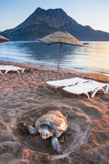 Loggerhead Sea Turtle (Caretta caretta), digging sand at the beach to lay eggs. Close-up photo....